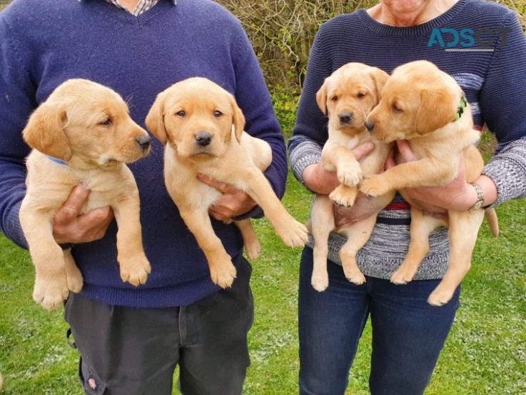  Labrador Puppies