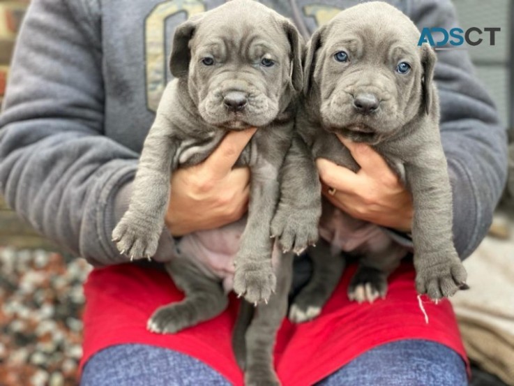 French Bulldog Puppies