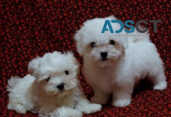 Gorgeous Maltese Puppies