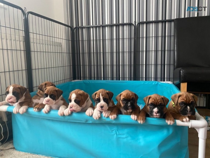 Boxer  puppies 