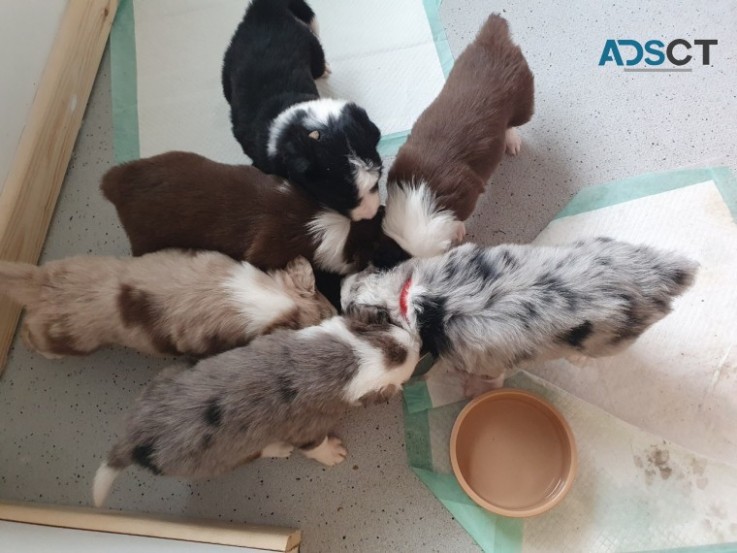  Border Collie Pups