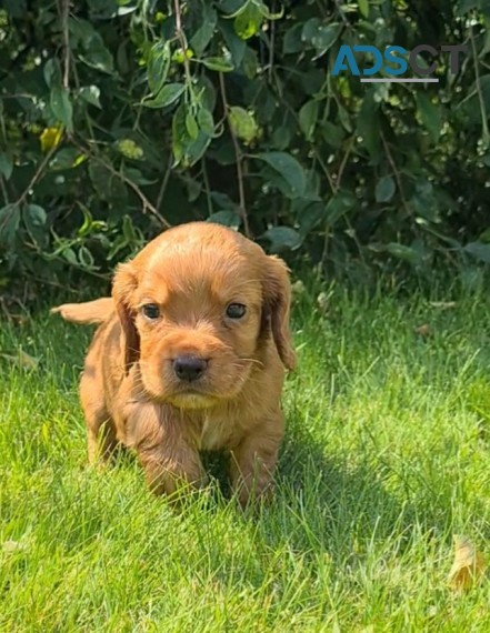 Cavapoo puppies 