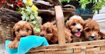 Cavapoo puppies for sale