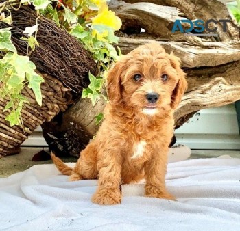 Cavapoo puppies for sale