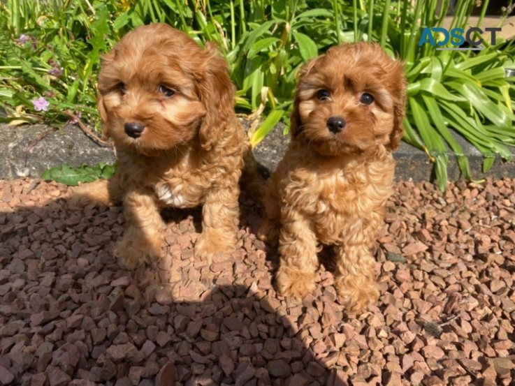 Cavapoo puppies 