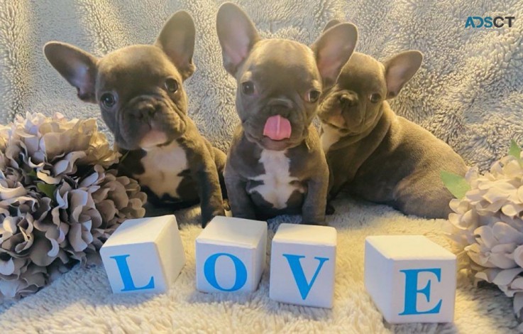 French Bulldogs