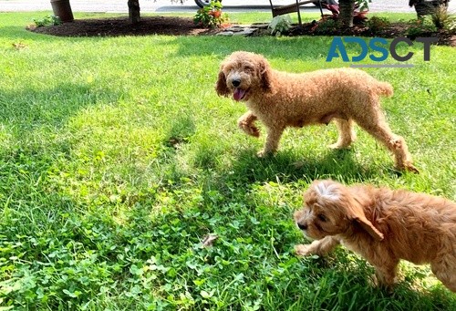 Cavapoo puppies for sale