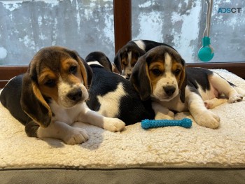 Beagle Puppies