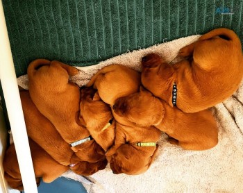 beautiful Labrador puppy