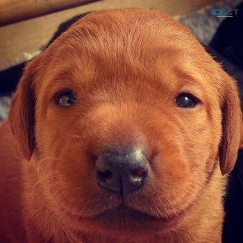 beautiful Labrador puppy