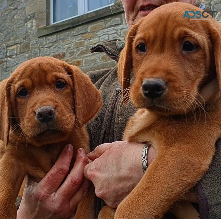 beautiful Labrador puppy