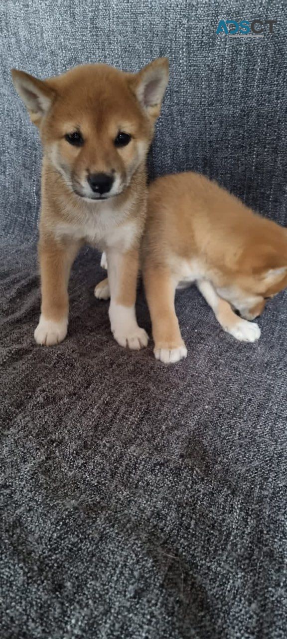 Shiba Inu Puppies