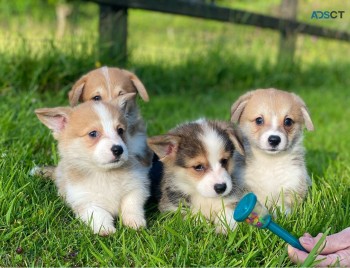 Welsh Corgi Pembroke  puppies 