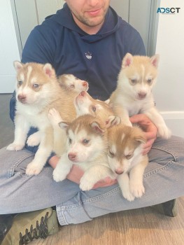 Siberian Husky puppies 