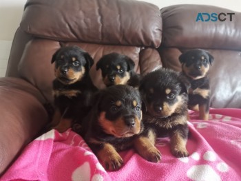 Absolutely Healthy Rottweiler puppies