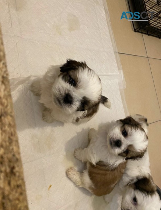 Cute  Shih Tzu Puppies 