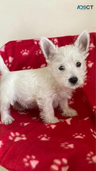 West Highland Terrier Puppies for sale 