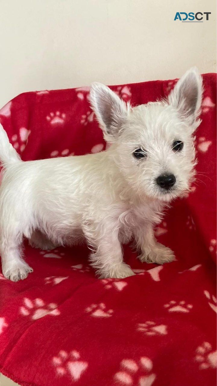 West Highland Terrier Puppies for sale 