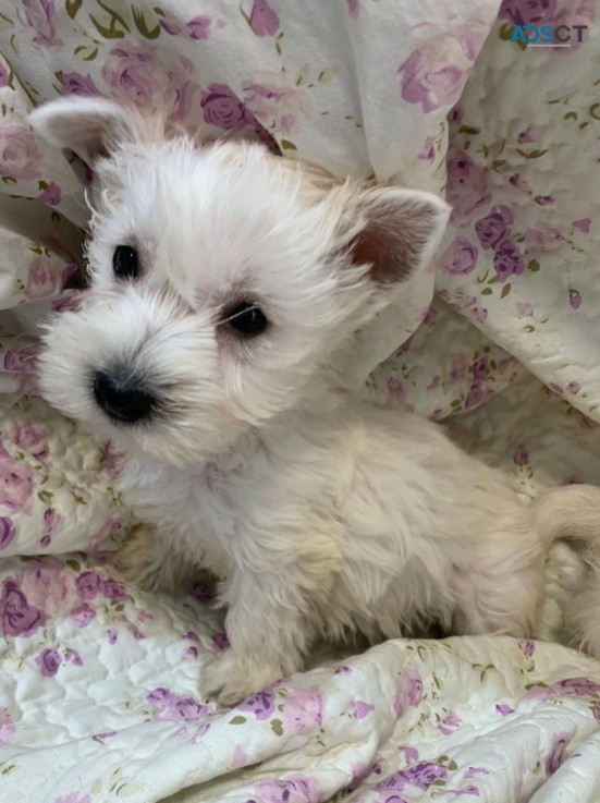 West Highland Terrier Puppies for sale 