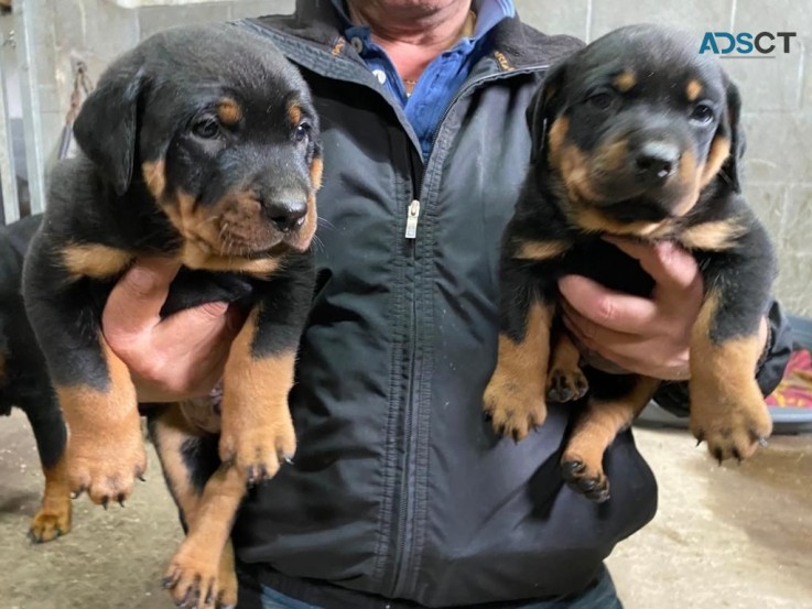 Cute Rottweiler puppies for sale