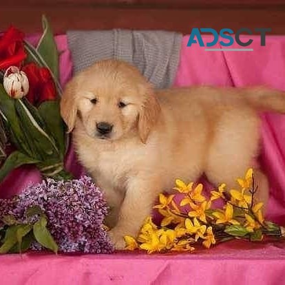 Golden Retriever puppies for sale