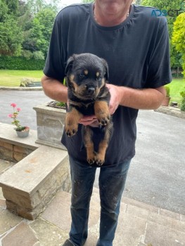 Cute Rottweiler puppies for sale