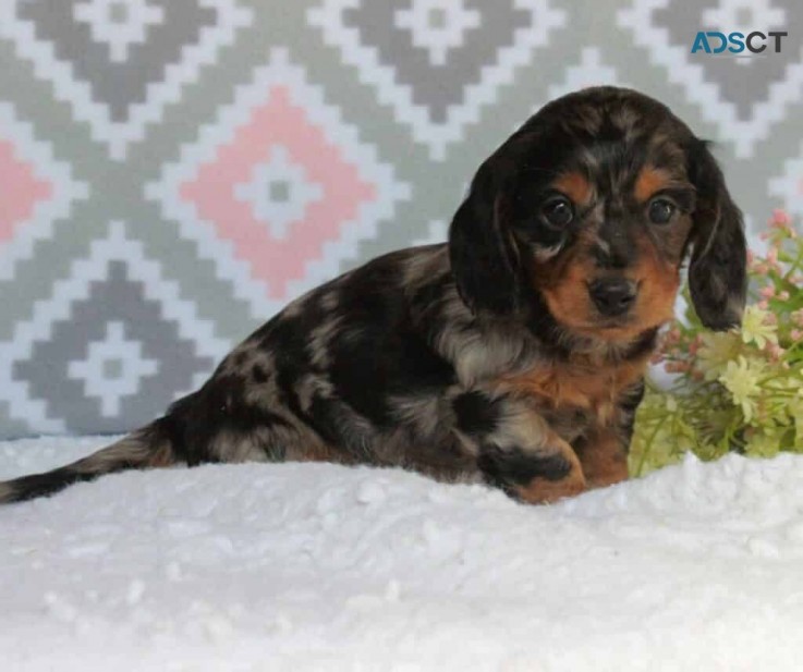 Dachshund puppies for sale