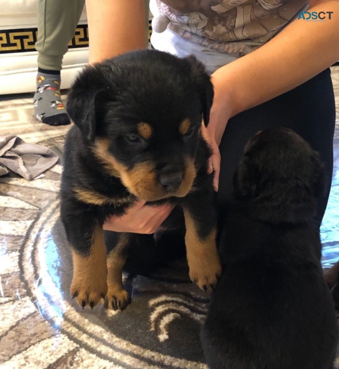 Cute Rottweiler puppies for sale