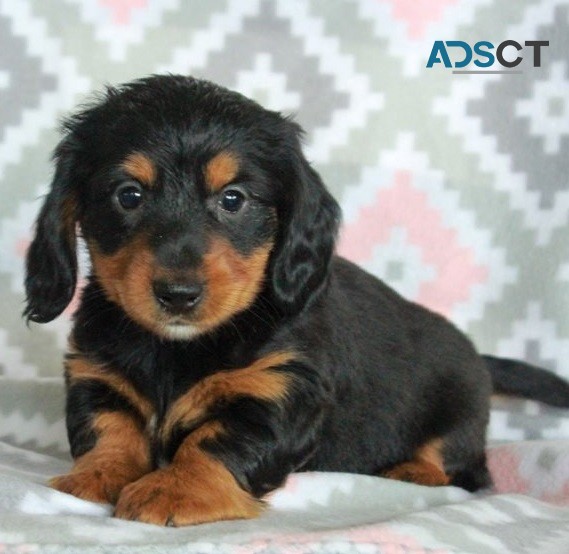 Dachshund puppies for sale