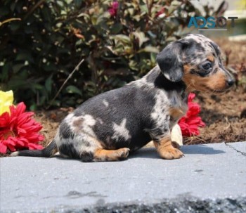 Dachshund pups for sale