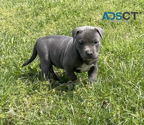 Pit bull terrier pups for sale