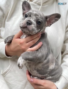 Lovely And Friendly French Bulldog