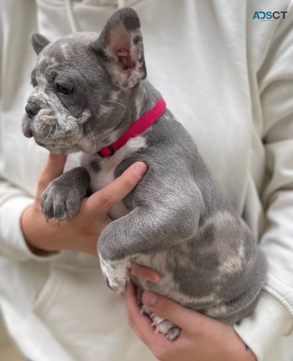 Lovely And Friendly French Bulldog