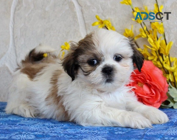 Shih tzu puppies for sale