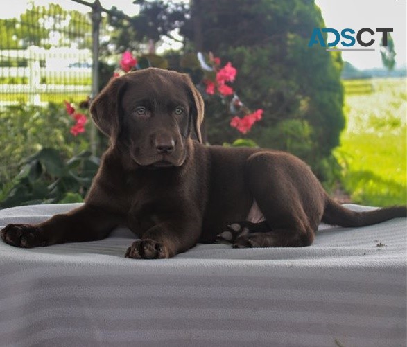 Labrador retriever for sale