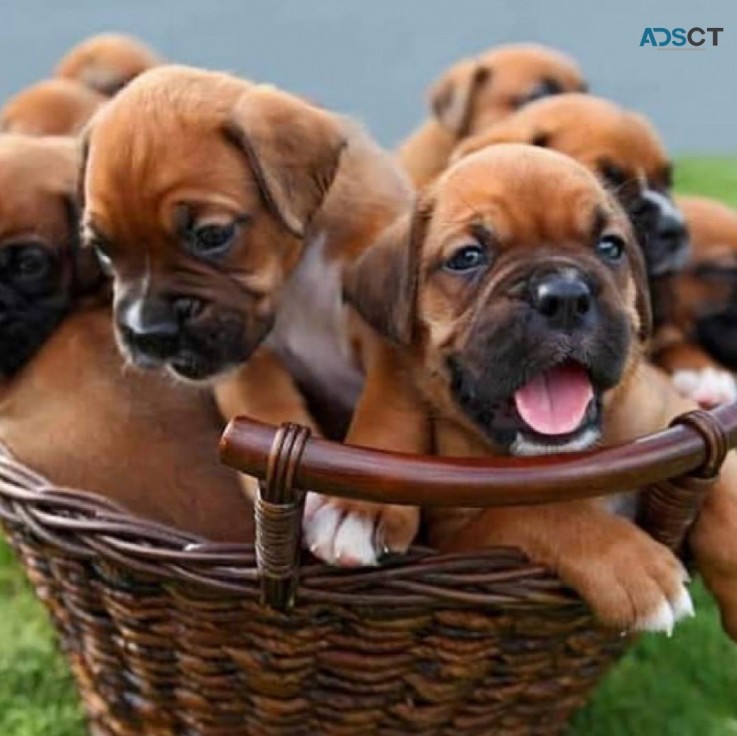 Boxer puppies for sale