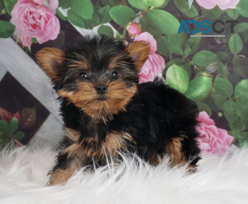 Yorkshire Terrier pups for sale