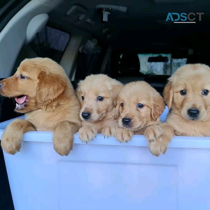 Golden retriever pups for sale