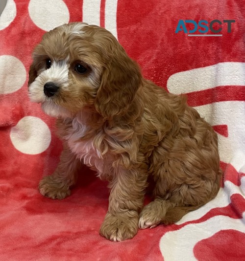 Maltipoo pups for sale