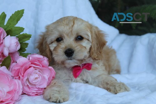 Maltipoo puppies for sale