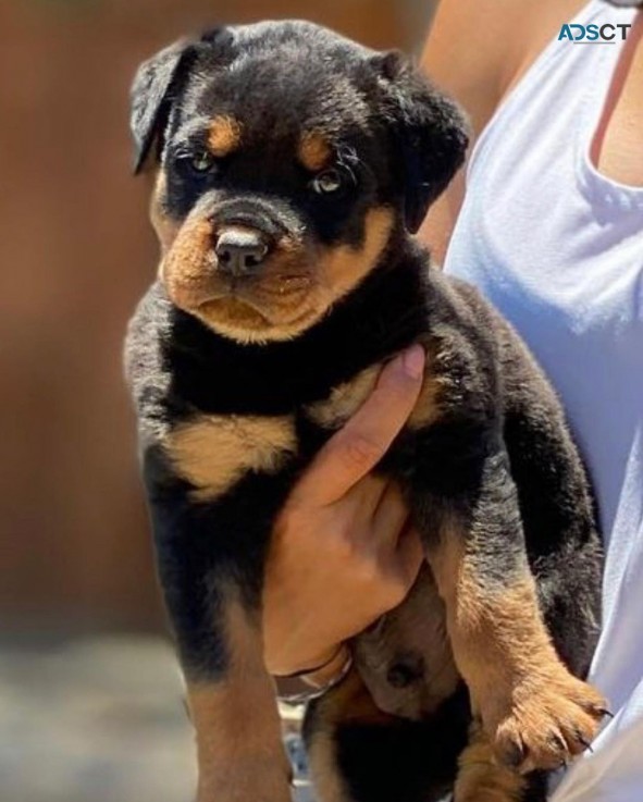 Rottweiler puppies for sale