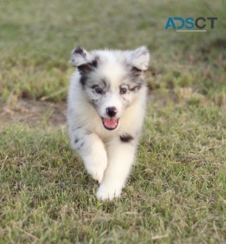 Australian Shephard puppies for sale