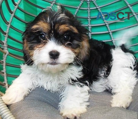 Cavachon puppies for sale