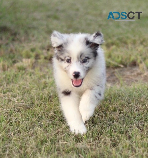 Australian Shapherd puppies for sale