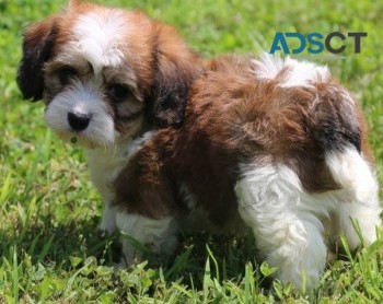 Cavachon puppies for sale