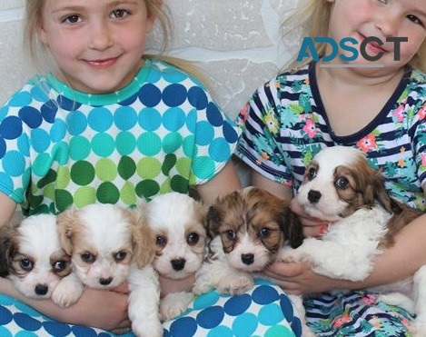  Cavachon puppies for sale