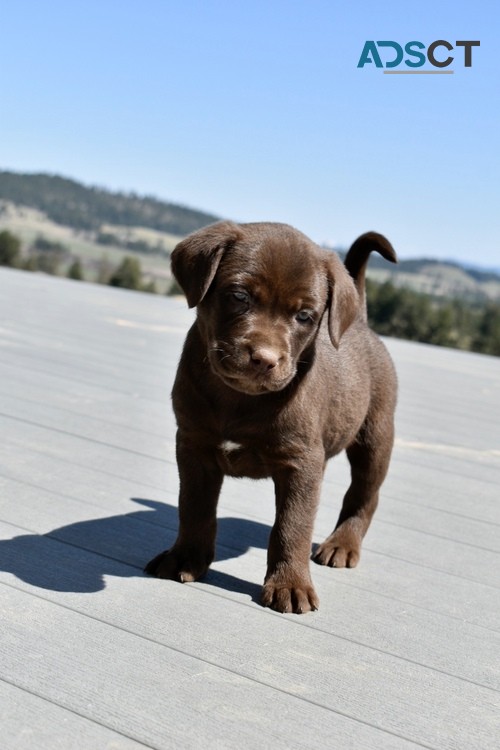 Labrador Retriever pups for sale