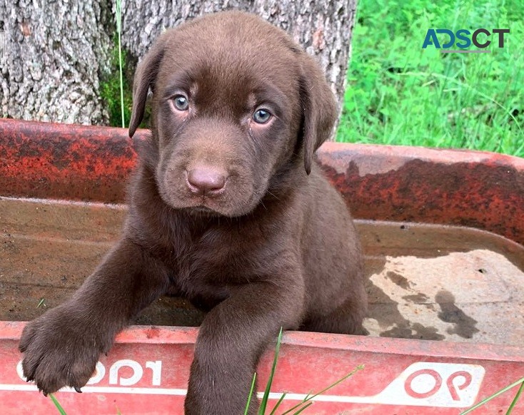 Labrador Retriever pups for sale