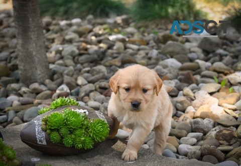 Golden Retriever puppies for sale