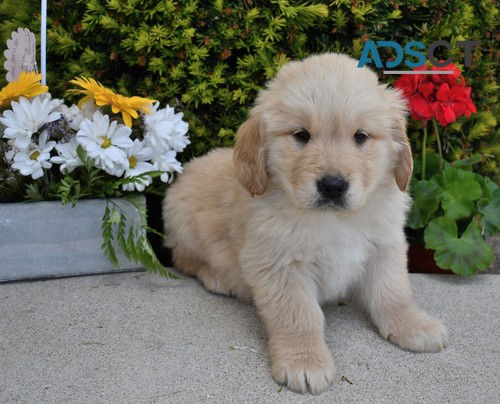 Golden Retriever puppies for sale